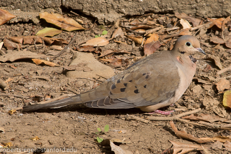 mourning dove